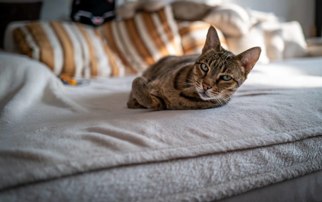 santé du chat savannah - supercroquettes